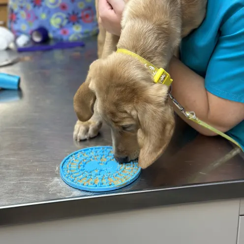 Dog Eating Food at Ferry Farm Animal Clinic